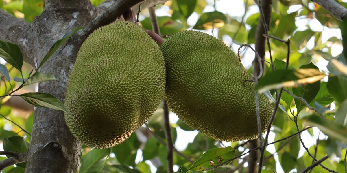 jackfruit-5092040_1920
