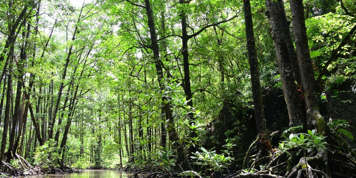 פאלאוואן פיליפינים