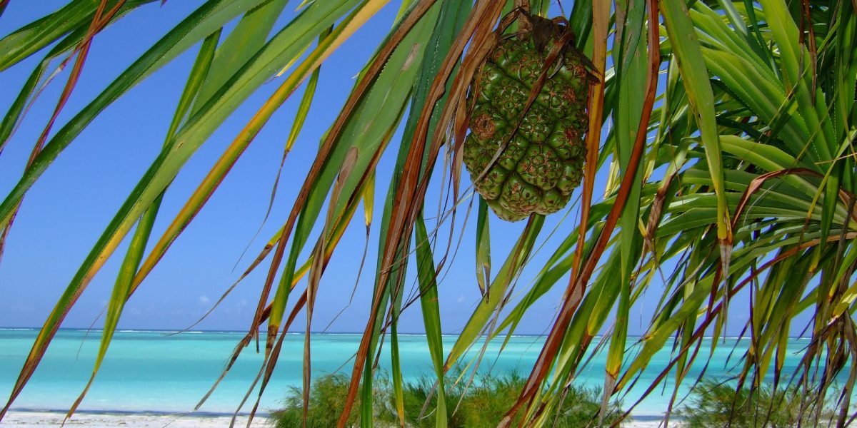 zanzibar-2783447_1920