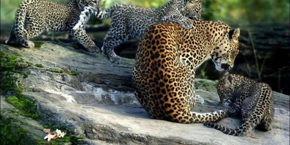 נמר סרי לנקה